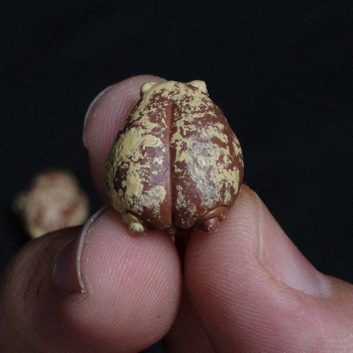 Desert Rain Frog Earrings